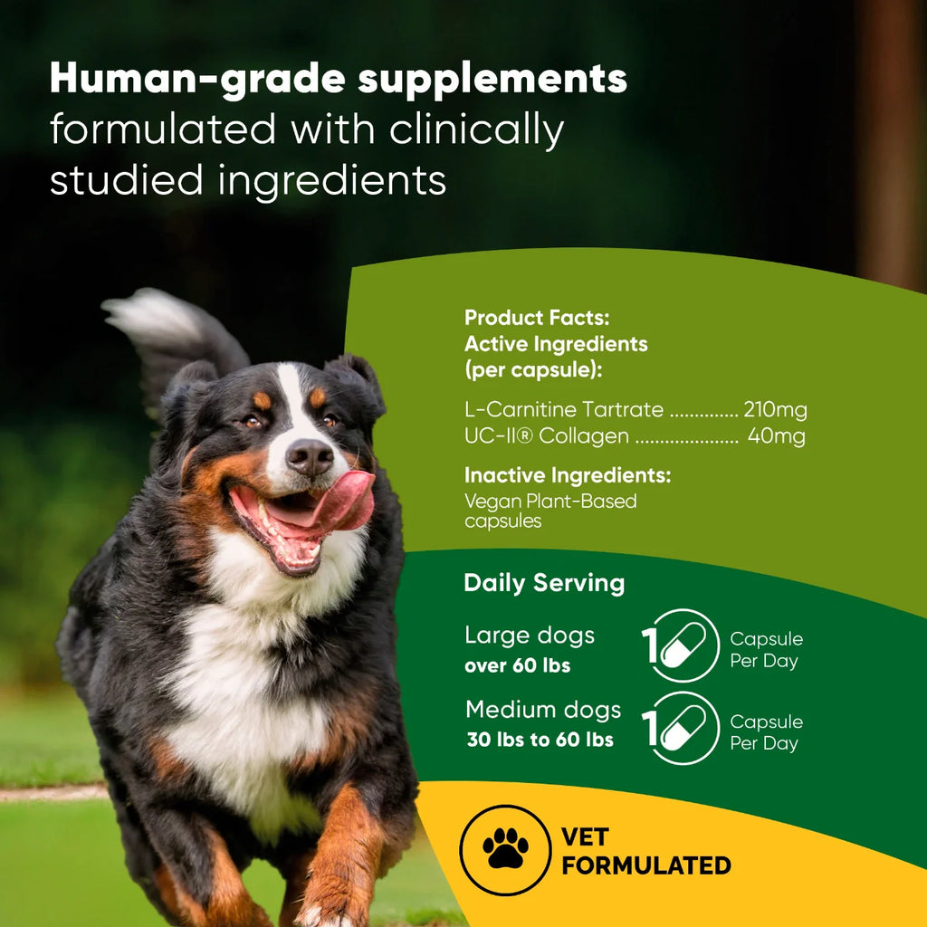 Joint Supplement for Medium & Large Dogs — UC-II® Collagen + L-Carnitine