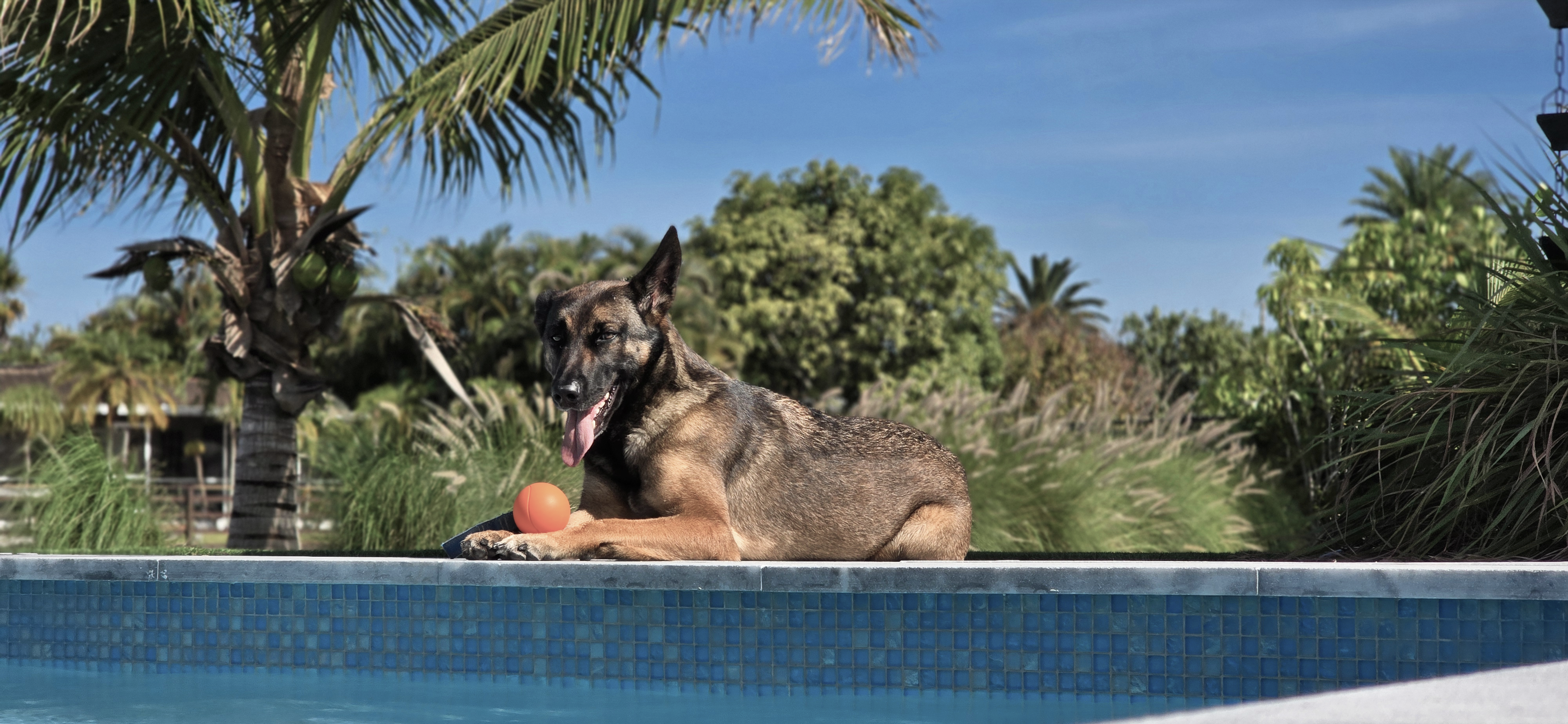 Belgian Malinois with orange chew ball by pool - Lunique Pets hero banner