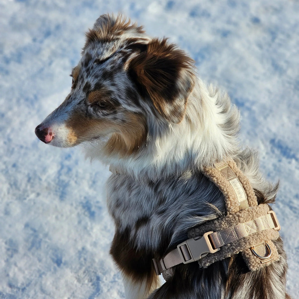 Sand Sherpa Dog Harness