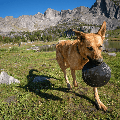 Aero Disc — flexible rubber frisbee side view