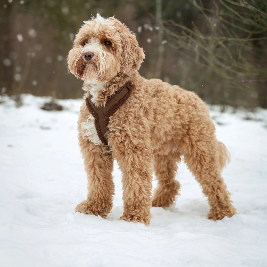 Bordeaux Sherpa Dog Harness