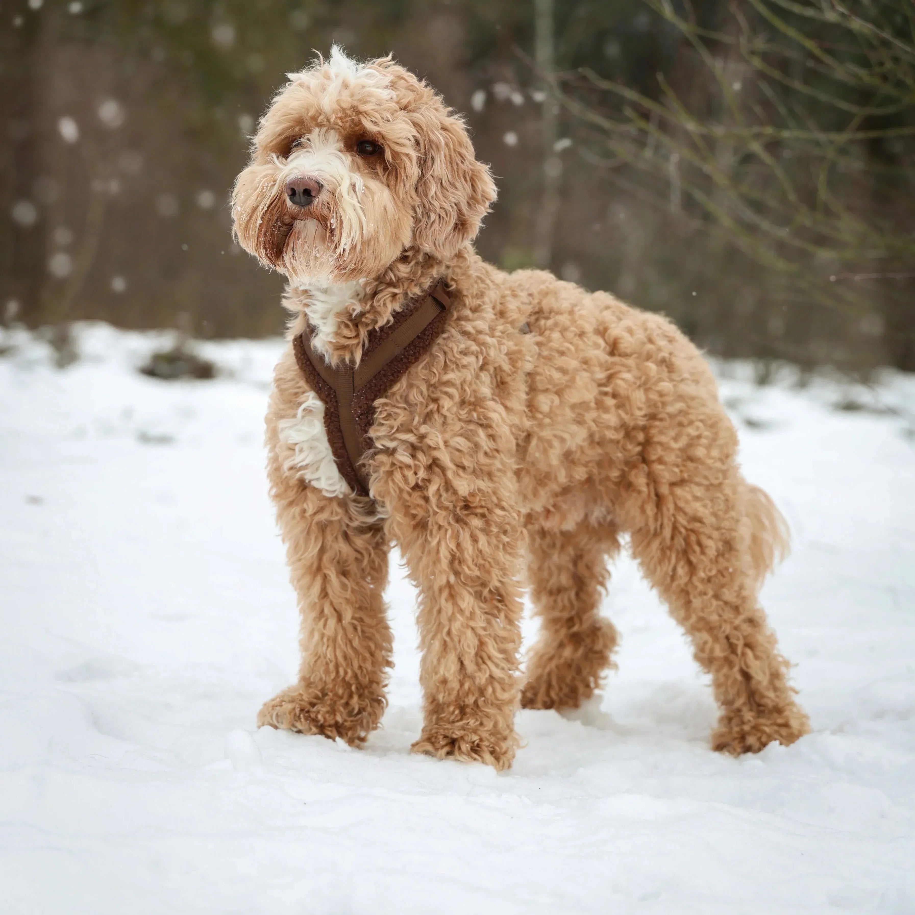Lilac Sherpa Dog Harness