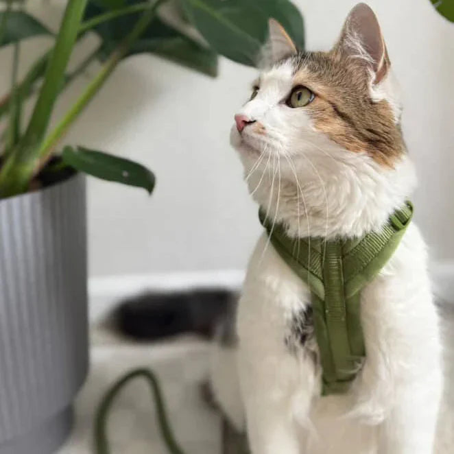 Green Velvet Dog Harness