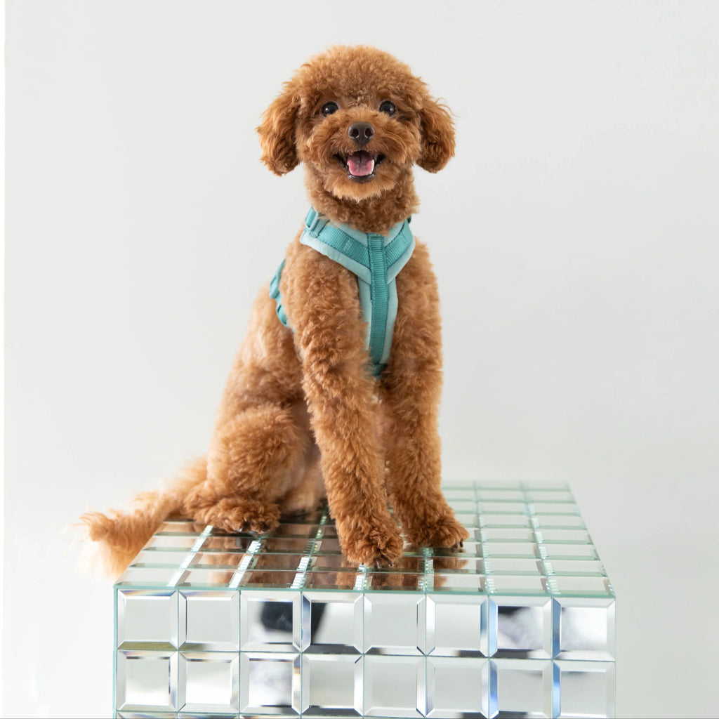 Blue Velvet Dog Harness