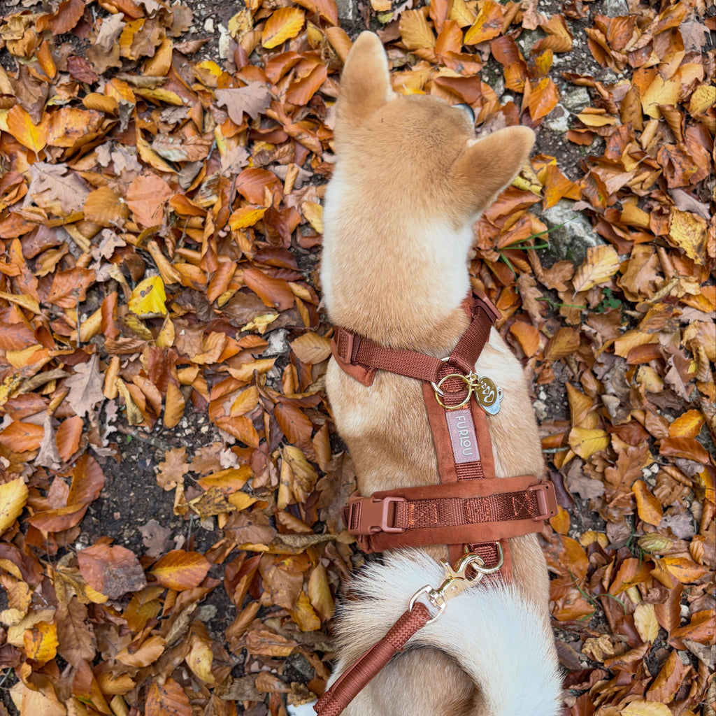 Clay Velvet Dog Harness